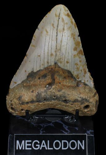 Megalodon Tooth - North Carolina #67314